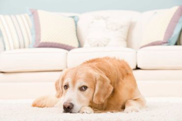 pet odour removal